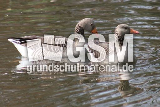 10-C-Graugans 173.jpg